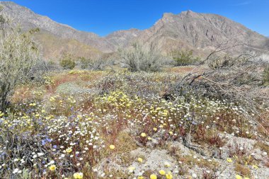 Güney Kaliforniya 'daki Anza Borrego Ulusal Parkı' nda çöl çiçek açıyor.