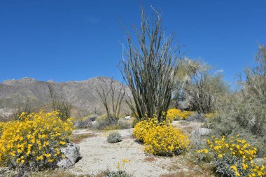 Güney Kaliforniya 'daki Anza Borrego Ulusal Parkı' nda çöl çiçek açıyor.
