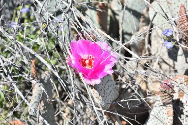 Güney Kaliforniya 'daki Anza Borrego Ulusal Parkı' nda çöl çiçek açıyor.