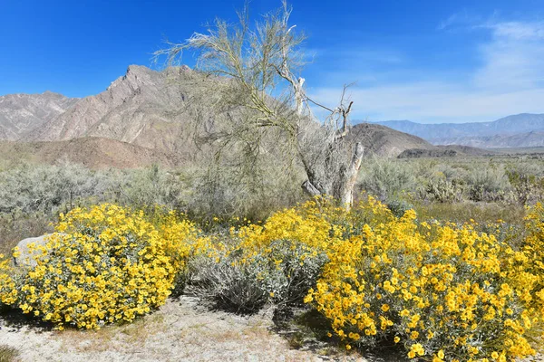 stock image Desert blooming at Anza Borrego National Park, Southern California