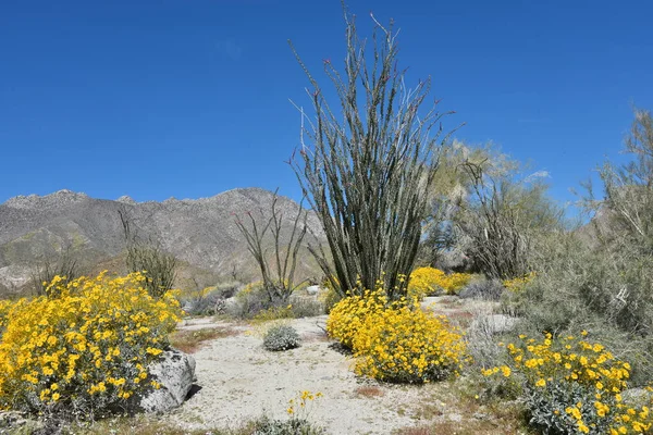 Fioritura Del Deserto Nel Parco Nazionale Anza Borrego California Meridionale Immagine Stock