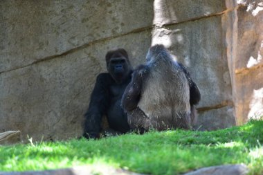 San Diego 'daki Safari Parkı' nda goriller