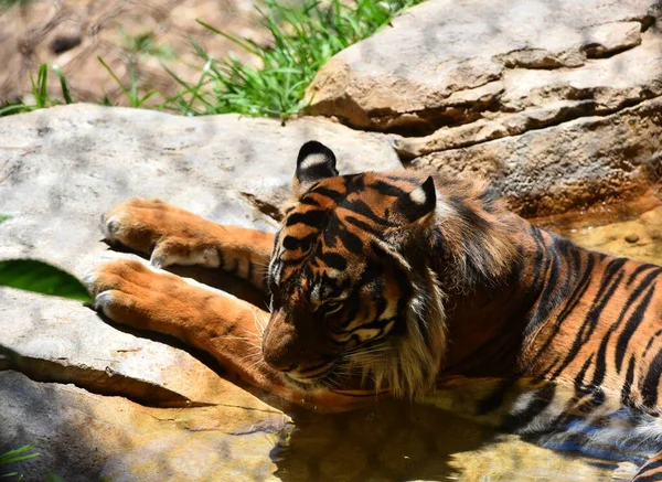 Tigre Safari Park San Diego — Foto de Stock