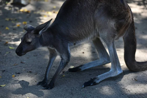 Safari Parkı 'nda eski bir kanguru