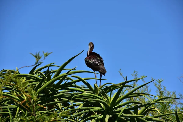 Kırmızı balıkçılkuşu (ardea herorea) )