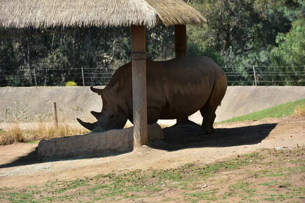 Носорог Зоопарке Сан Диего — стоковое фото