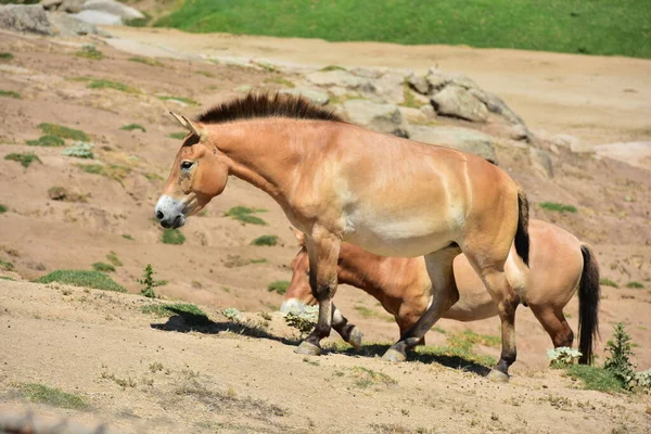 Safari Hayvanat Bahçesinde Vahşi At
