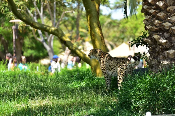 Cheeta Zoológico —  Fotos de Stock