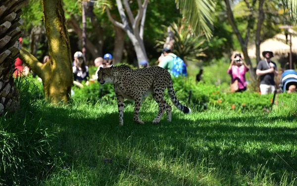 Hayvanat Bahçesindeki Çita — Stok fotoğraf