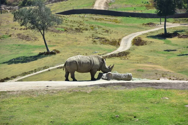 Носорог Зоопарке Сан Диего — стоковое фото