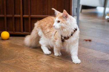 Turuncu ve beyaz tüylü kedi tasma takıyor, ahşap zemini inceliyor. Yakınlarda sarı bir top var, rahat bir ev ortamında oyun zamanı ya da merak uyandırıyor.