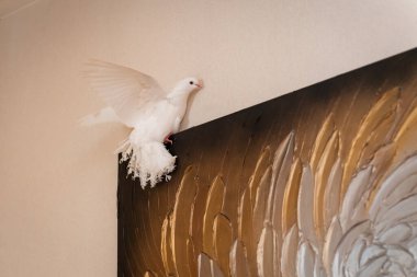 Geniş kanatlı beyaz güvercin soyut bir resmin üzerine tünemiş, sükunet ve zarafet dolu bir anı yakalıyor. Tüyler dokulu sanata hafifçe yayılıyor.