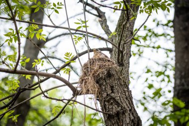 Bir kuş yemyeşil bir ormandaki bir ağaç dalına inşa edilmiş yuvasında oturur. Yapraklar görülebilir, doğal ortamı vurguluyorlar. Kuş, çevresine karşı sakin ve dikkatli görünüyor.