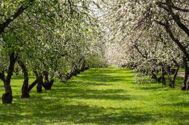 Çiçek açan meyve ağaçlarından oluşan bir caddenin altında yemyeşil çimenler serin ve pitoresk bir manzara yaratıyor. Beyaz çiçekler, canlı yeşilliklerle çok güzel zıtlaşır.