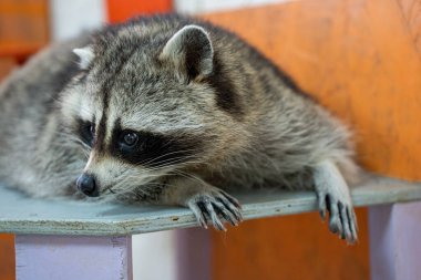 Rakun tuhaf bir bakışla bankta yatıyor. Hayvan, maske benzeri yüzü ve çizgili kuyruğuyla sakin görünüyor. Huzurlu bir dinlenme anında yakalandım.
