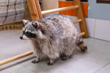 Rakun, ahşap oyun alanının yakınındaki fayanslı zeminde duruyor. Hayvanlar tuhaf bir ifade ve kabarık bir kürk doğal davranışının büyüleyici bir görüntüsünü yaratır.