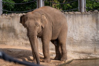Hayvanat bahçesinde suyun yanında yürüyen bir fil. Sahne, fili sakin bir anda yakalıyor, doğal çevresini ve hayvanat bahçesinin ortasındaki sakinliğini vurguluyor.