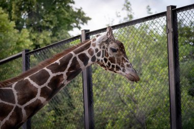 Zürafa, dışarıdaki hayvanat bahçesinin çitlerinin yanında duruyor. Zürafaların çarpıcı desenleri ve uzun boynu, yemyeşil yeşilliklerle çevrili.