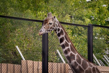 Zürafa sakince metal bir çitin arkasında duruyor, uzun boynu ve kendine özgü desenleri sergiliyor. Arka plan yemyeşil, sakin bir doğal ortam oluşturuyor.