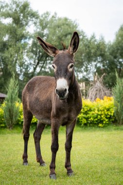 Bir eşek, gür ağaçlar ve çalılarla çevrili canlı yeşil bir çayırda duruyor. Özenli ifadesi, sakin doğal çevresine olan merak ve ilgiyi yansıtır.