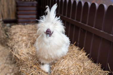 Fluffy white chicken with a unique crest stands on straw near a wooden fence in an aviary. The birds calm posture and distinctive plumage create a serene farm scene