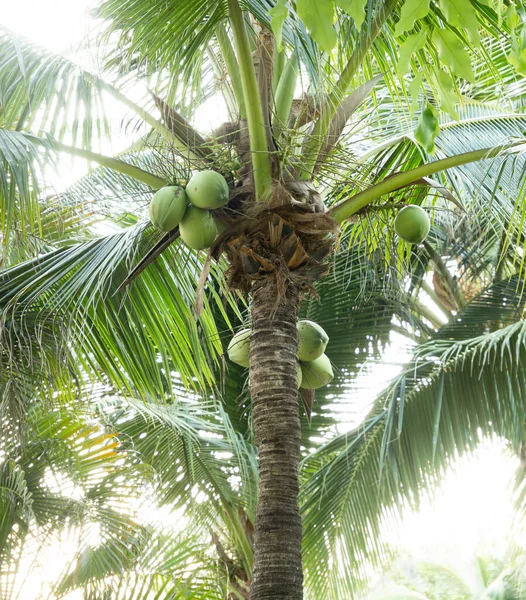 Kokosnoten Palmboom Fruit Thaise Tropische Tuin Rechtenvrije Stockfoto's