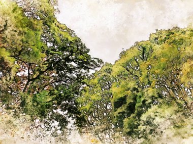 Ormanda suluboya resim arka planında soyut renkli ağaç dalları.