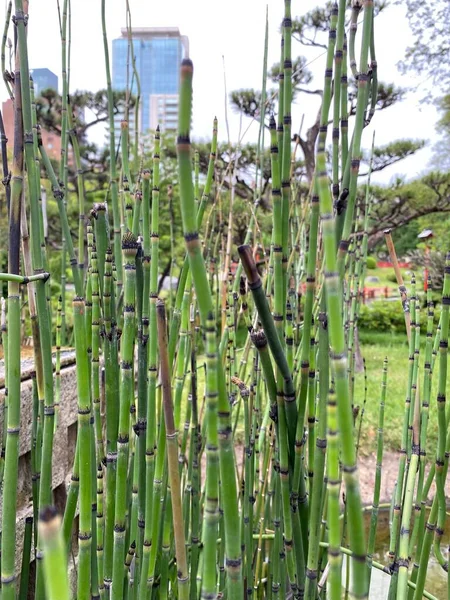Japanischer Garten Buenos Aires Ein Öffentlicher Park Buenos Aires Der — Stockfoto