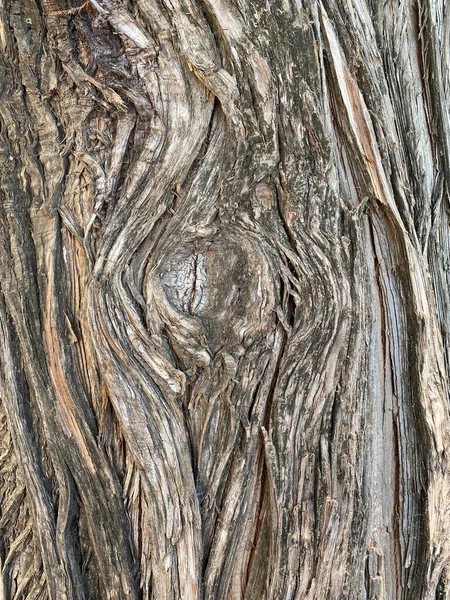 Textura Corteza Árbol Viejo Para Salvapantallas Diseño Fondo Abstracto — Foto de Stock