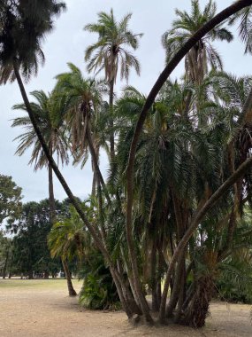 Buenos Aires 'te bir sokağın kenarındaki uzun palmiye ağaçları..
