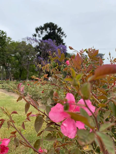 Сад Роз Районе Палермо Буэнос Айрес Аргентина Общественный Парк Названием — стоковое фото