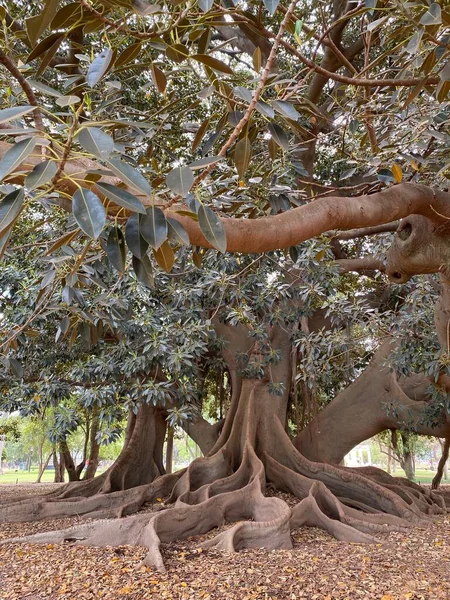 Oude Gigantische Ficus Boom Gran Gomero Rubber Boom Met Gigantische — Stockfoto