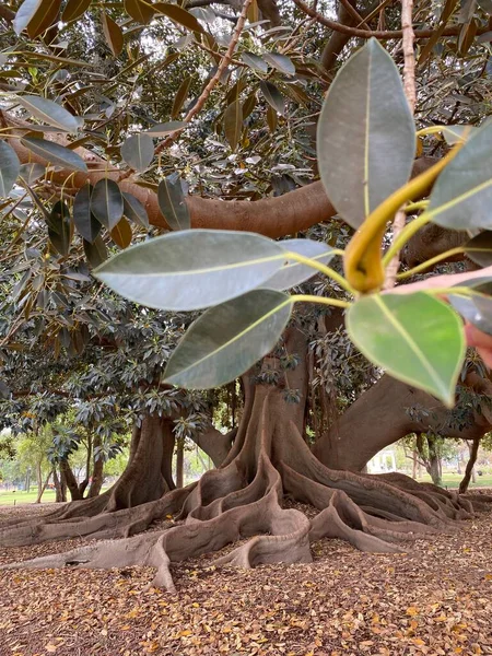 Old Giant Ficus Tree Gran Gomero Rubber Tree Giant Roots — Stock Photo, Image