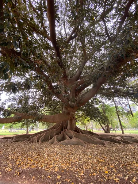피쿠스 아르헨티나 부에노스아이레스에 뿌리를 고메로 고무나무 — 스톡 사진