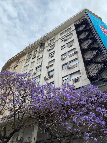 Tour Appartements Derrière Jacaranda Fleurs Floraison Des Arbres Des Bâtiments — Photo