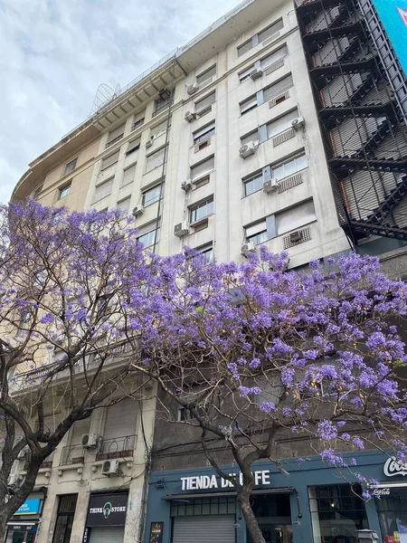 Tour Appartements Derrière Jacaranda Fleurs Floraison Des Arbres Des Bâtiments — Photo