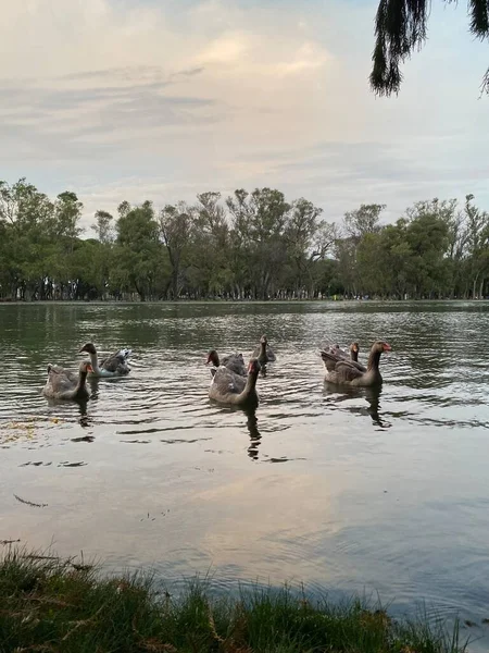 Güneşli bir günde göl, Buenos Aires 'te büyük bir halk parkı, Arjantin. 