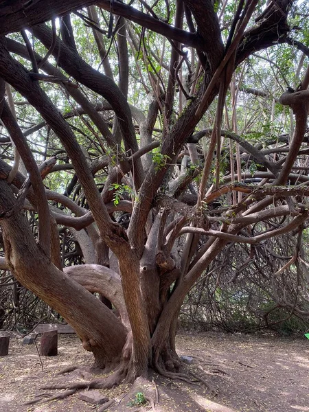 Ramos Árvore Uma Árvore Enorme Espalhando Com Muitos Troncos Entrelaçados — Fotografia de Stock