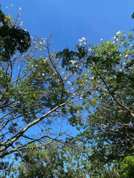 Ceiba Speciosa Boom Genaamd Paineira Brazilië Zijn Fruit Wordt Opengescheurd — Stockfoto