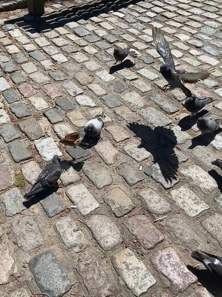 Blurred motion of flying dove over flock of birds pecking food at city street pavement. Pigeons fighting and flying with wings while feeding outdoor in bright sunlight with shadows
