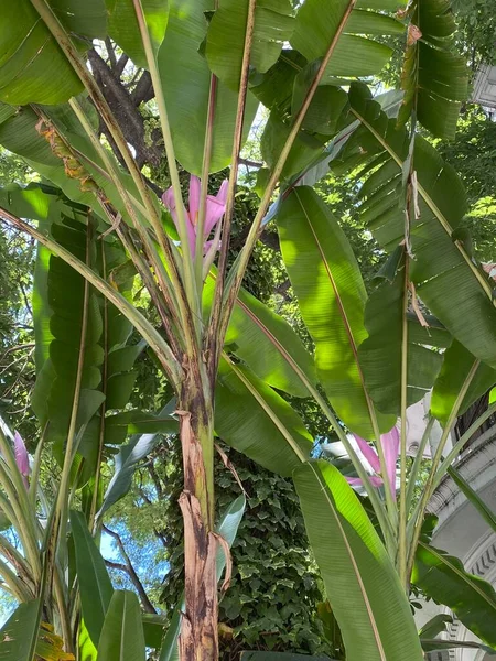 A small banana tree, green banana leaf. indoor tropical corner in Buenos Aires, Argentina