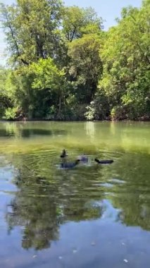Güzel göl manzarası, Buenos Aires 'te parktaki ağaçlar, doğa, güneşli bir günde geleneksel kültürel mimari ve mavi gökyüzü, Arjantin