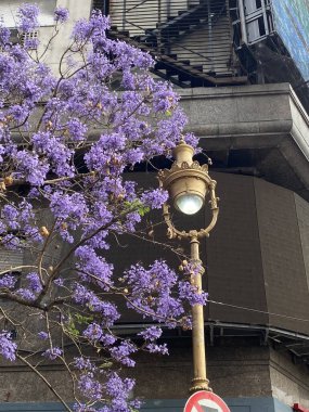 Parlak güneş ve mavi gökyüzünün altında muhteşem çiçek açan jakaranda.