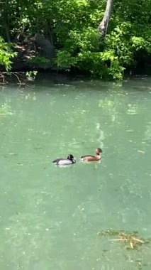 Güzel göl manzarası, Buenos Aires 'te parktaki ağaçlar, doğa, güneşli bir günde geleneksel kültürel mimari ve mavi gökyüzü, Arjantin
