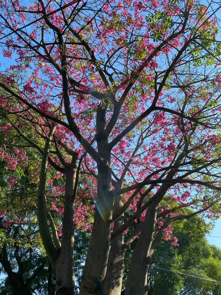 Mavi gökyüzü arka planında çiçek açan bir ağaç dalı. Pembe kiraz çiçekleri, Buenos Aires, Arjantin