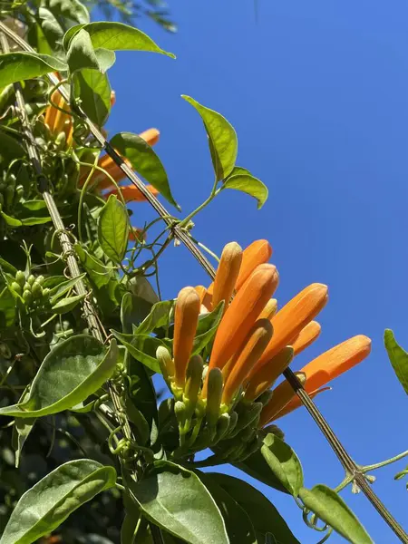 Pyrostegia venustası veya Flamevine 'in portakal çiçekleri. Portakal rengi Bignonia çiçekleri asıyor
