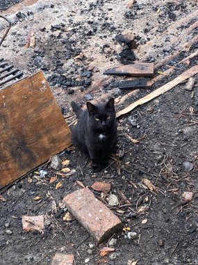 Kara kedi çok tatlı görünüyor. Sevimli siyah bir kedinin portresi.