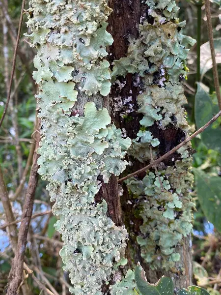 Cetrelia, Parmeliaceae familyasından bir yaprak zambaktır. Yağmur ormanlarındaki renkli yeşil otların ayrıntıları, Iguazu Şelalesi, Arjantin