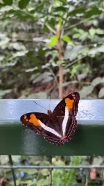 Yağmur ormanlarındaki renkli yeşil otların ayrıntıları, Iguazu Şelalesi, Arjantin