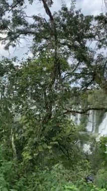 Iguazu Şelaleleri, Şelaleler, Şelaleler, Şelaleler, Ormanlar Iguazu Arjantin, UNESCO 'nun Dünya Mirası Bölgesi.